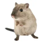 Hamster Photo Sticker App Cancel