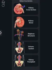 my kidney anatomy ipad resimleri 1