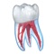 Icon Dental 3D Illustrations