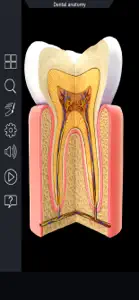 My Dental Anatomy screenshot #4 for iPhone