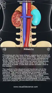 my kidney anatomy iphone screenshot 2
