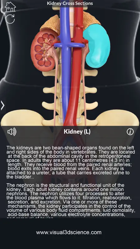 My Kidney Anatomy screenshot 2 of 8