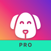 Dog Care Pro: Guide Tips & Fun - Bernardo Teodosio