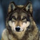 Wolf Hunting Calls app icon - Sports app for iPhone