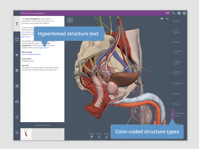 Primals 3D Male Pelvis