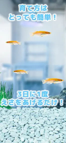 Game screenshot メダカ育成げーむ apk