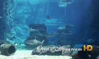 Ocean Aquarium HD