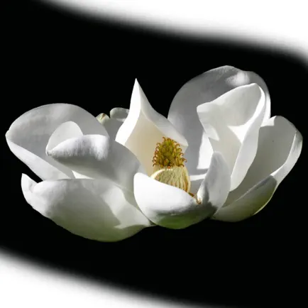 Mississippi Wildflowers Читы