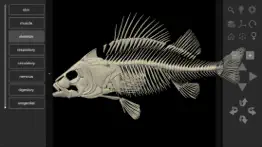 3d fish anatomy iphone images 2