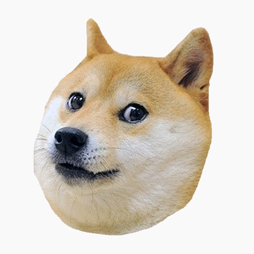 Shiba Dogs Head