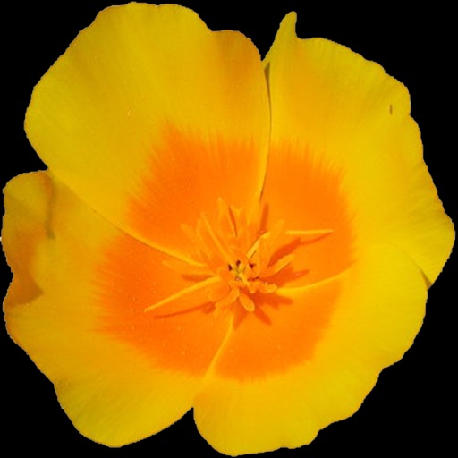Central California Wildflowers Download