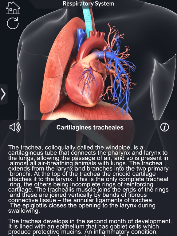 My Respiratory System Anatomyのおすすめ画像4
