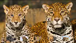 Game screenshot Wild Cats Sounds hack