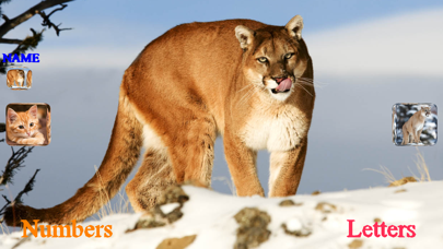 Wild Cats Sounds Screenshot