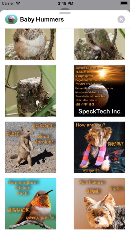 Baby Hummingbirds screenshot-5