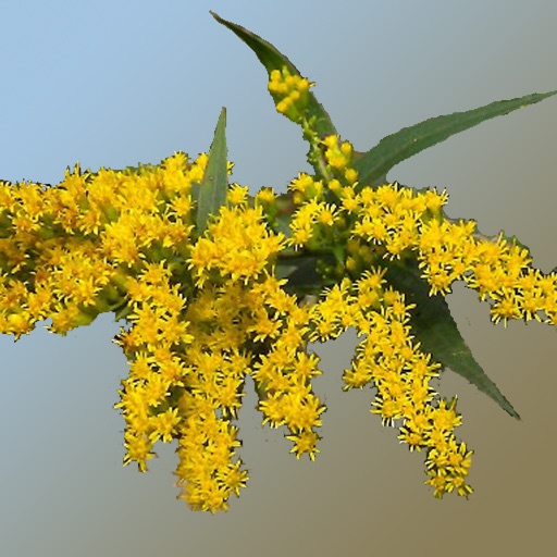 Nebraska Wildflowers Download