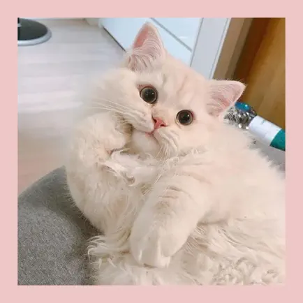 Superb Meow Cheats