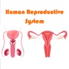 Human Reproductive System - iPadアプリ