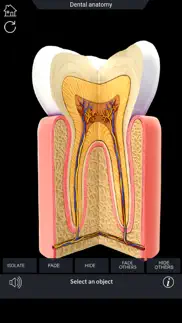 my dental anatomy iphone resimleri 4