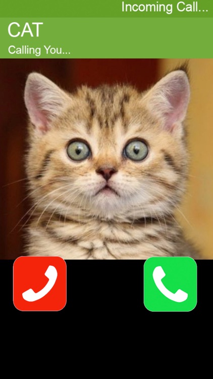 Call Cat 2 screenshot-3
