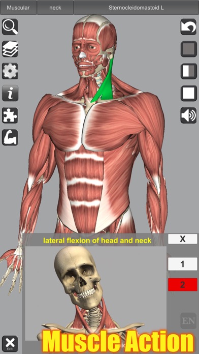 Screenshot #2 pour 3D Anatomy