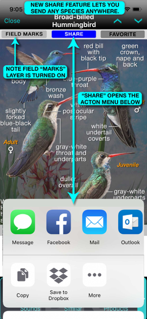 ‎iBird Ultimate Guide to Birds ภาพหน้าจอ