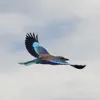 Birds from Southern Africa App Support