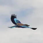 Birds from Southern Africa App Problems