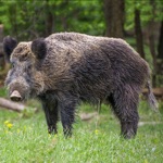 Download Hog Hunting Calls app