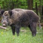 Hog Hunting Calls app download