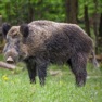 Get Hog Hunting Calls for iOS, iPhone, iPad Aso Report