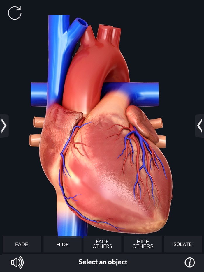 My Heart Anatomy