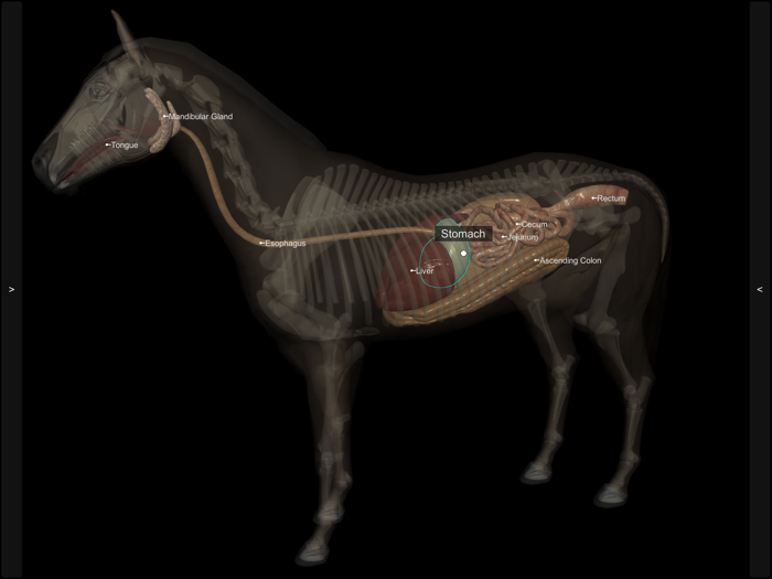 3D Horse Anatomy Software