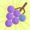 Shoot the grapes and attach them to the grape bunch