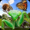 Insect Race icon