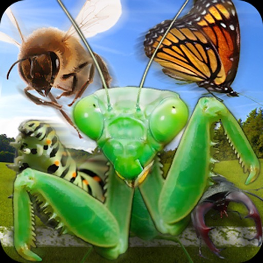 Insect Race icon