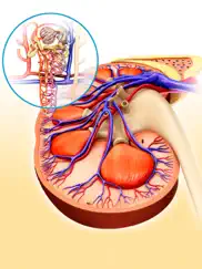 my kidney anatomy ipad resimleri 3