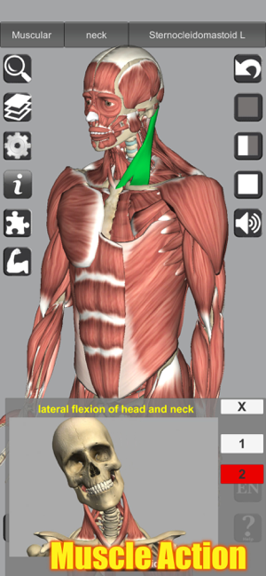 Captură de ecran de anatomie 3D