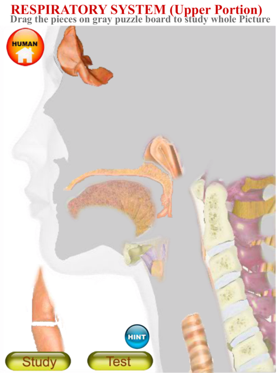 Screenshot #6 pour ANATOMY 3D Pro