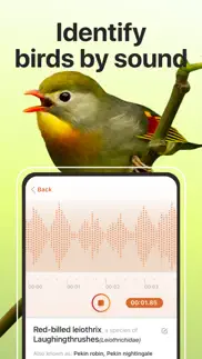 picture bird: birds identifier iphone screenshot 4