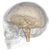 Pineal Gland Hormones Tutor