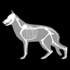 Anatomia Canina 3D - biosphera.org