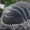 Roly-Poly Friends icon