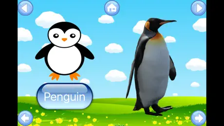 Zoo Animals Sound Flash Cards