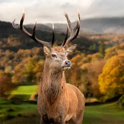 WILDLIFE CAM Читы