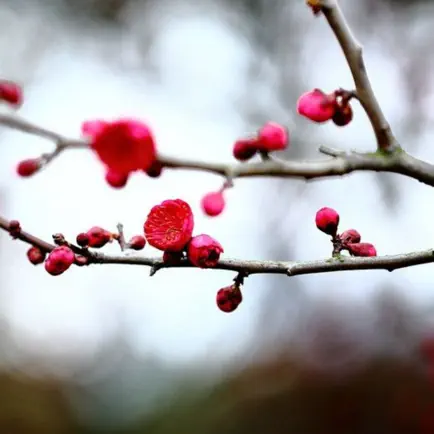 梅花易数笔记 Читы