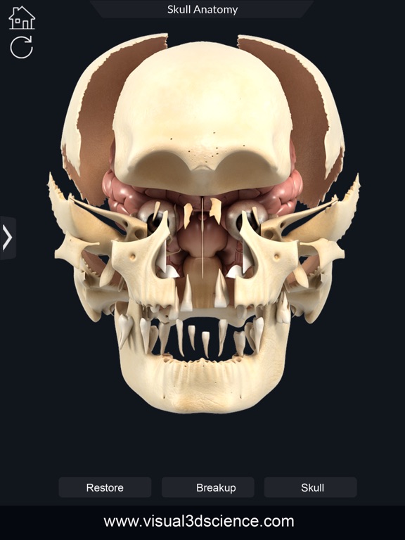 My Skull Anatomyのおすすめ画像8