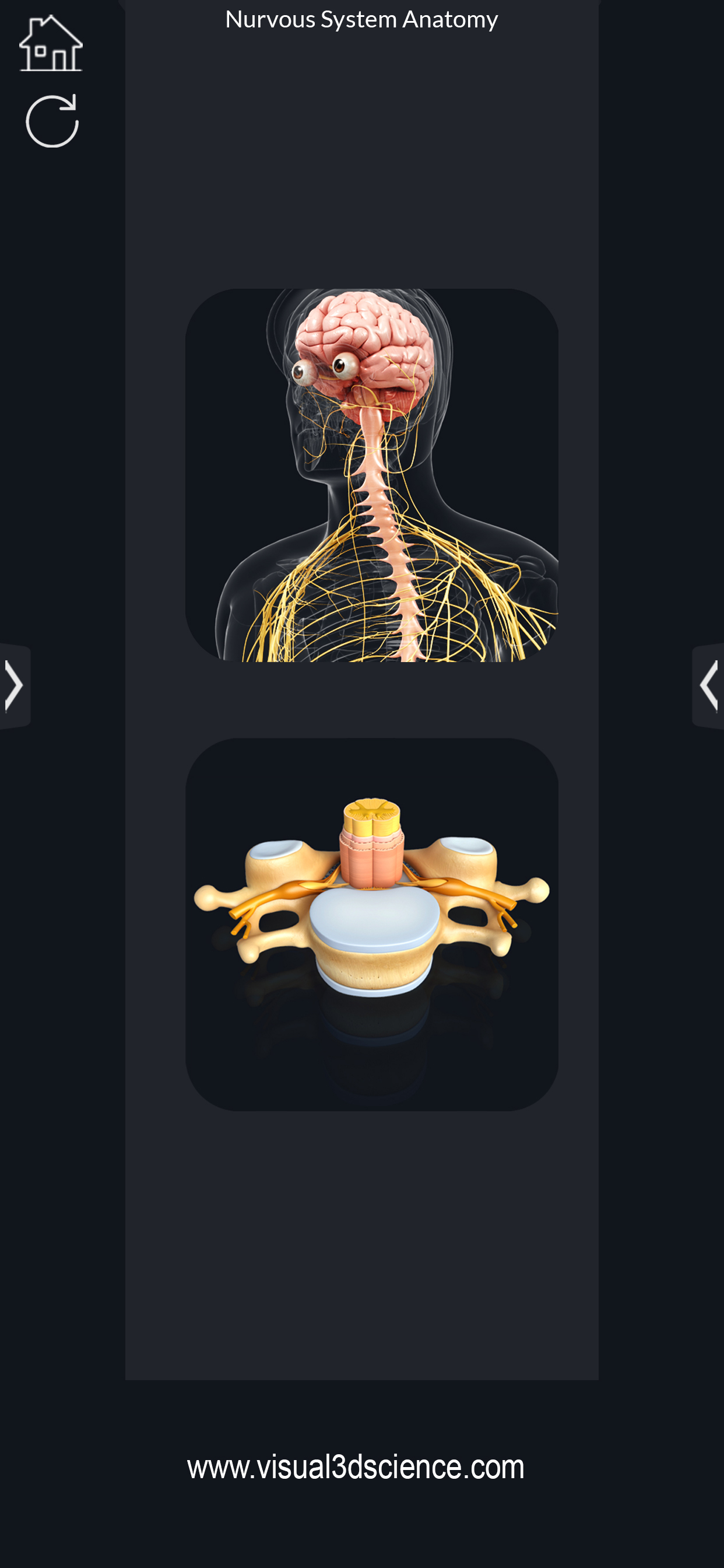 My Nervous System Anatomy screenshot 3
