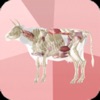 Beef Cuts 3D icon