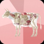 Download Beef Cuts 3D app